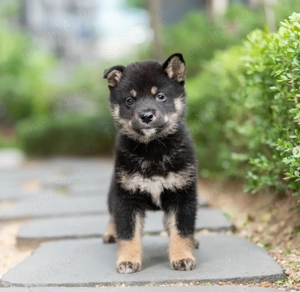 Pui din Rasa Shiba Inu pregătiți pentru familii iubitoare! - imagine 5