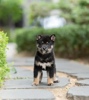 Pui rasă Shiba Inu - Eleganta Japoneza! - imagine 5