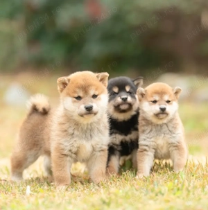 Disponibili Pui Shiba Inu - frumusețe, elegantă și personalitate unica! - imagine 5