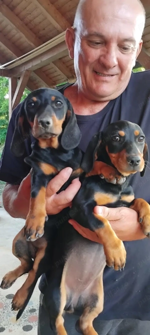 cățelușe teckel f. frumoase și jucăușe