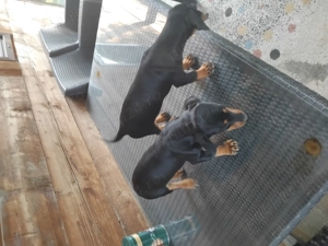 cățelușe teckel f. frumoase și jucăușe - imagine 2