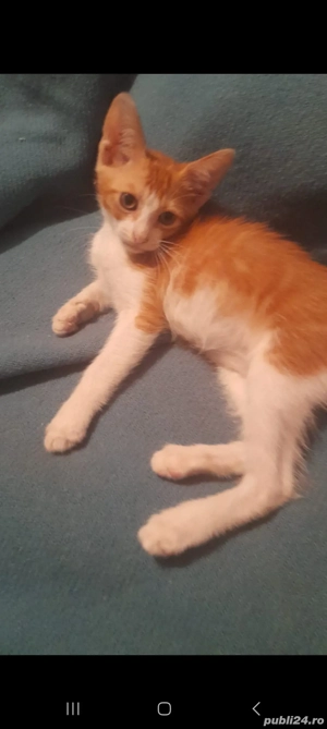 Donez motan de 2 luni  - imagine 2 Donez motan de 2 luni  - imagine 2