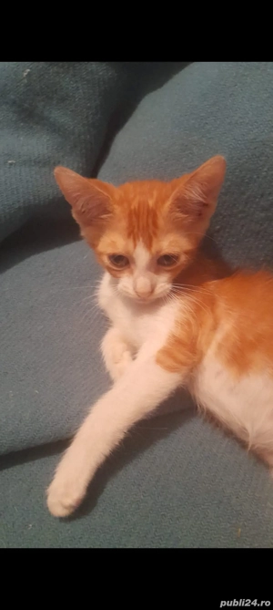 Donez motan de 2 luni  - imagine 3 Donez motan de 2 luni  - imagine 3