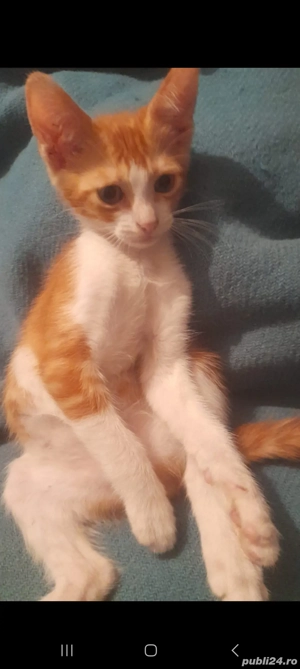 Donez motan de 2 luni 