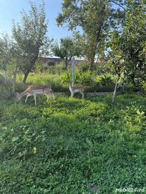 Tap Lopatar - imagine 3