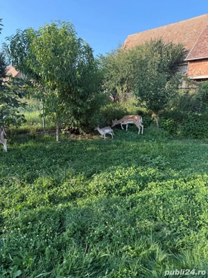 Tap Lopatar - imagine 2