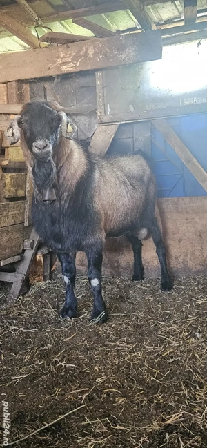 țap tânăr bun  de monta si 4 capre bune de lapte - imagine 3