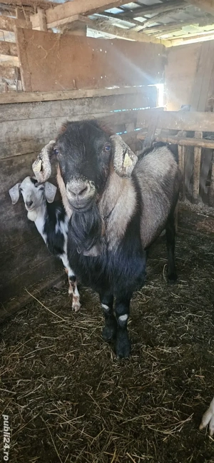țap tânăr bun  de monta si 4 capre bune de lapte