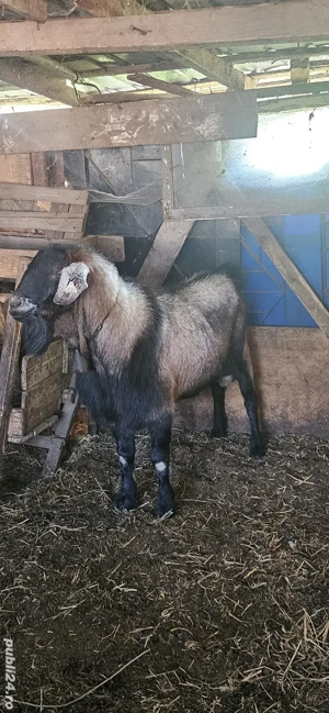 țap tânăr bun  de monta si 4 capre bune de lapte - imagine 2