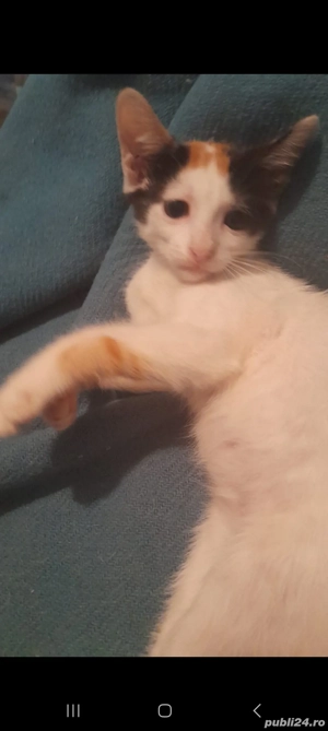 Donez pisica de 2 luni 