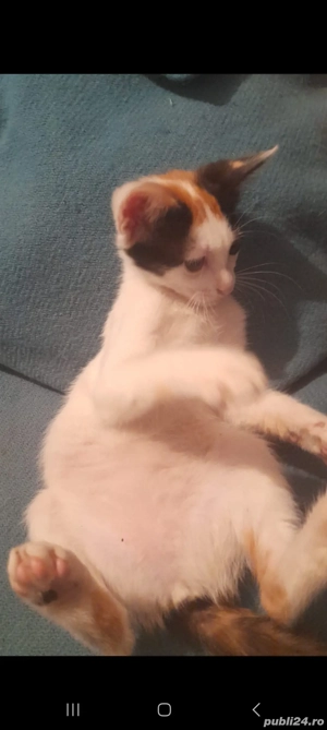 Donez pisica de 2 luni  - imagine 3