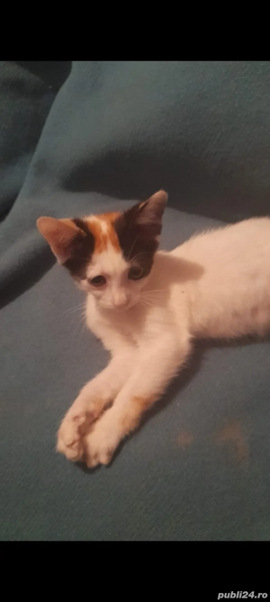Donez pisica de 2 luni  - imagine 2