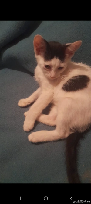 Donez pisica de 2 luni  - imagine 3