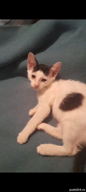 Donez pisica de 2 luni  - imagine 2