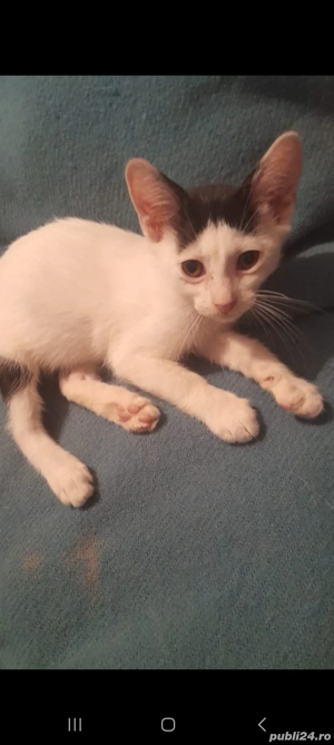 Donez pisica de 2 luni