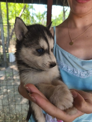 Pui Husky Siberian