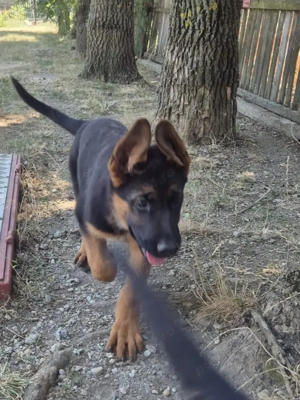 Catei ciobanesc german, 4 luni