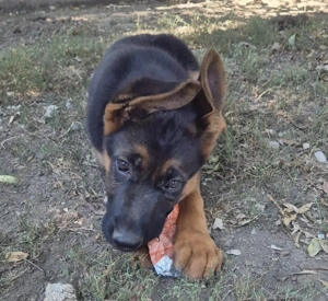 Catei ciobanesc german, 4 luni - imagine 2 Catei ciobanesc german, 4 luni - imagine 2