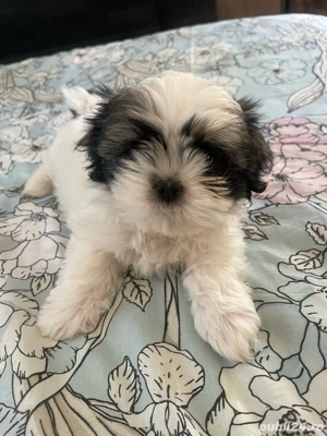 Catei SHIH TZU 4 luni