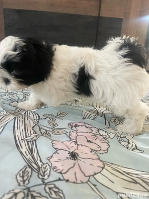 Catei SHIH TZU 4 luni - imagine 2