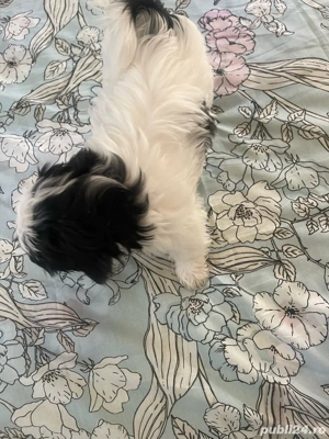Catei SHIH TZU 4 luni - imagine 4
