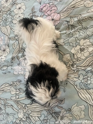 Catei SHIH TZU 4 luni - imagine 3
