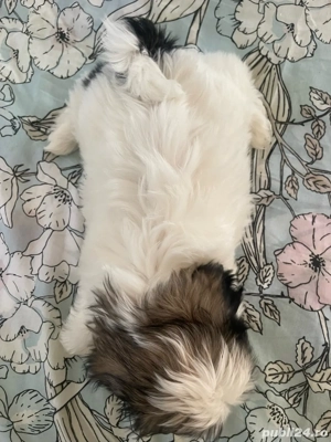 Catei SHIH TZU 4 luni - imagine 5