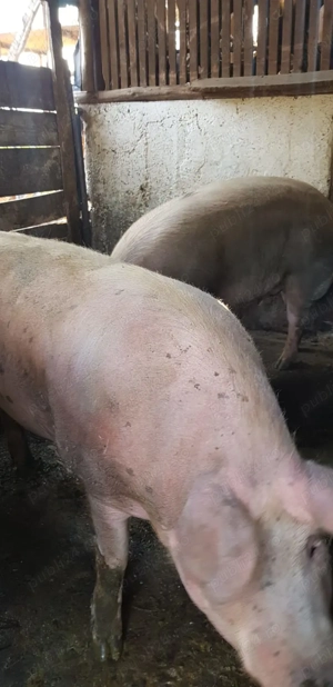 Porci grași de vânzare in Valea Lui Mihai | Duroc - Marele alb