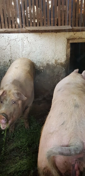 Porci grași de vânzare in Valea Lui Mihai | Duroc - Marele alb - imagine 2 Porci grași de vânzare in Valea Lui Mihai | Duroc - Marele alb - imagine 2