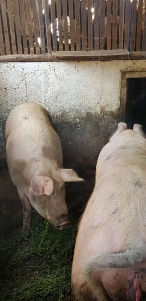 Porci grași de vânzare in Valea Lui Mihai | Duroc - Marele alb - imagine 4 Porci grași de vânzare in Valea Lui Mihai | Duroc - Marele alb - imagine 4