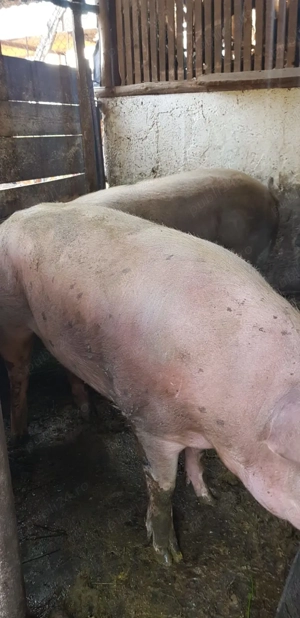 Porci grași de vânzare in Valea Lui Mihai | Duroc - Marele alb - imagine 3 Porci grași de vânzare in Valea Lui Mihai | Duroc - Marele alb - imagine 3