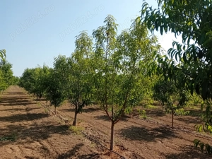 Proprietar vând sau schimb livadă mixtă  - imagine 3