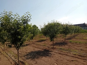 Livadă  de  vanzare  - imagine 3