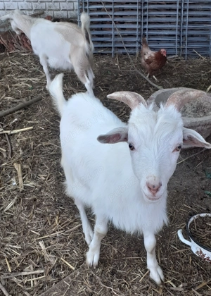 Țap de un an și 3 tapisori de 5luni  - imagine 3