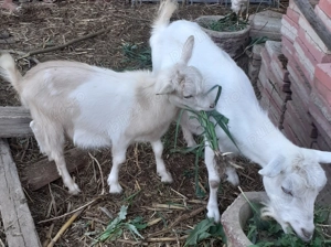 Țap de un an și 3 tapisori de 5luni 