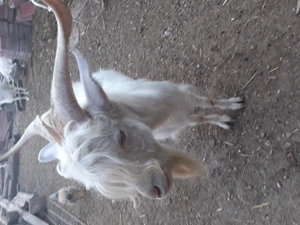 Țap de un an și 3 tapisori de 5luni  - imagine 5