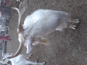 Țap de un an și 3 tapisori de 5luni  - imagine 2