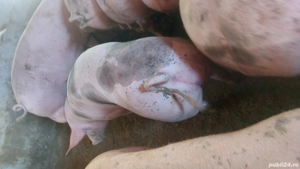 Porci pt sacrificat 150-200 kg