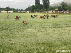 vand capre alpin francez 