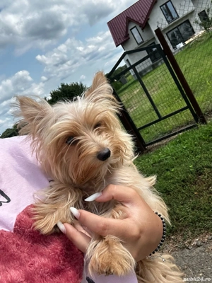 catel yorkshire terierr - imagine 2 catel yorkshire terierr - imagine 2