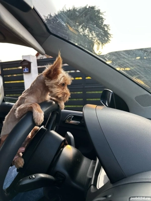 catel yorkshire terierr - imagine 3 catel yorkshire terierr - imagine 3