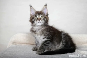 Maine Coon 