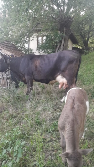 Vand vaca cu vitel - imagine 3