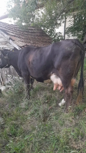 Vand vaca cu vitel - imagine 2