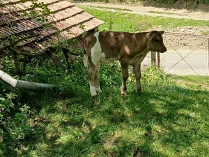 Vand vaca cu vitel - imagine 5