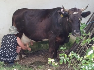 Vand vaca cu vitel - imagine 4