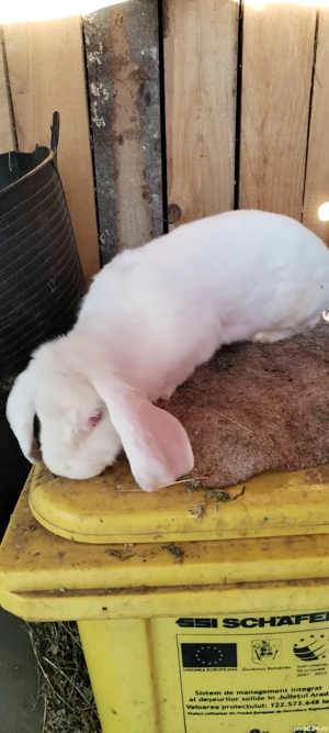 Vand femelă de Berbec german