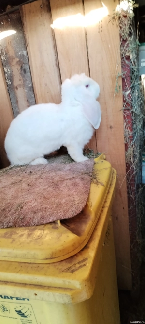 Vand femelă de Berbec german - imagine 2 Vand femelă de Berbec german - imagine 2