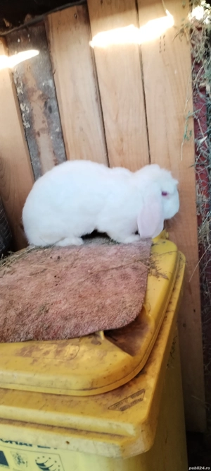 Vand femelă de Berbec german - imagine 3 Vand femelă de Berbec german - imagine 3