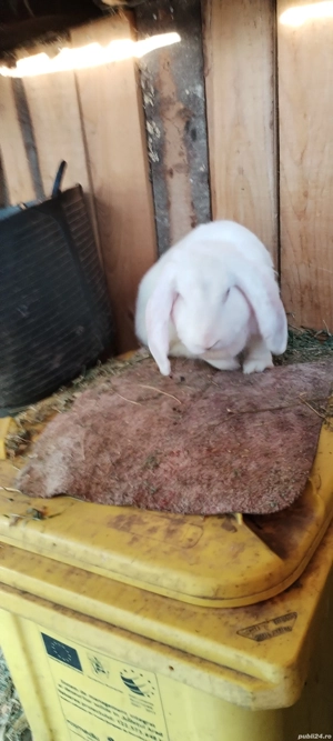 Vand femelă de Berbec german - imagine 4 Vand femelă de Berbec german - imagine 4